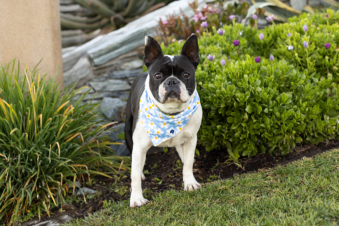 Bees & Daisy Dog Bandana & Matching Scrunchie Set