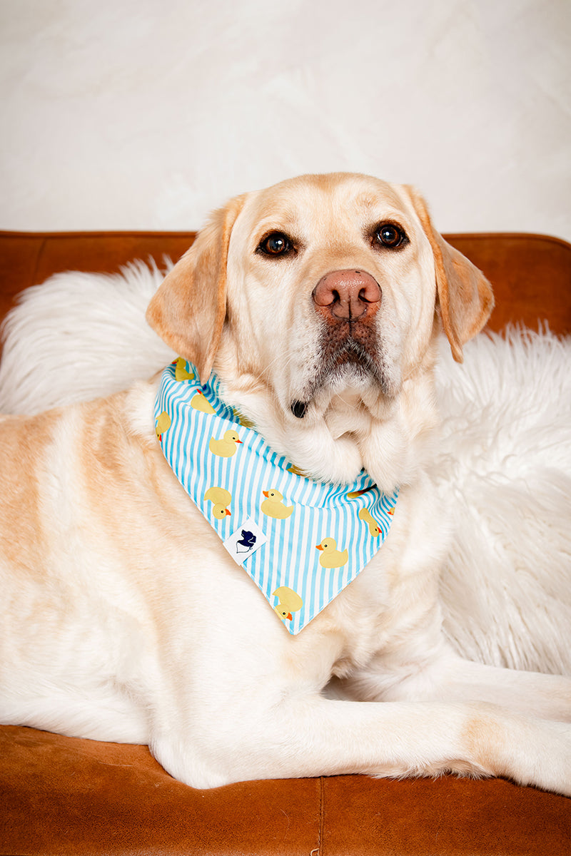 Sunny Side Dog Bandana