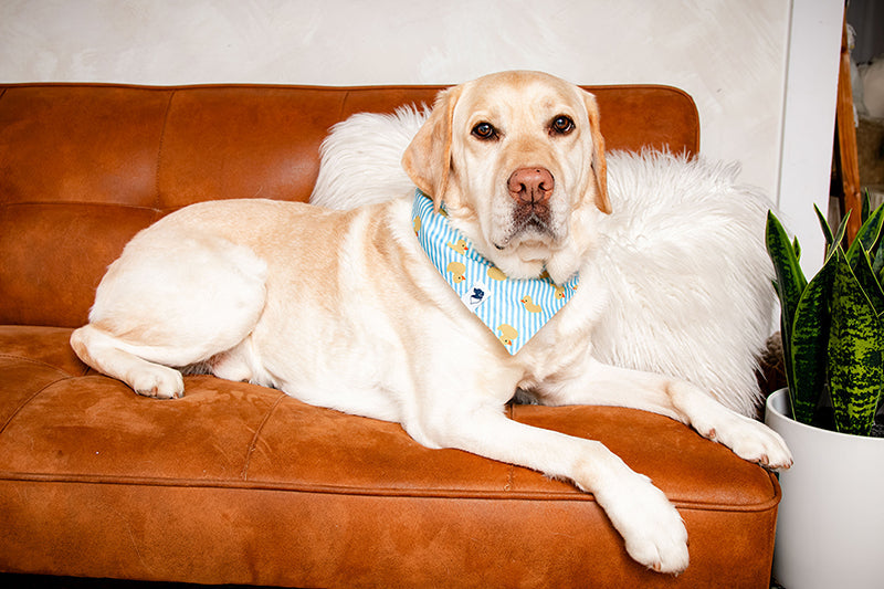 Sunny Side Dog Bandana
