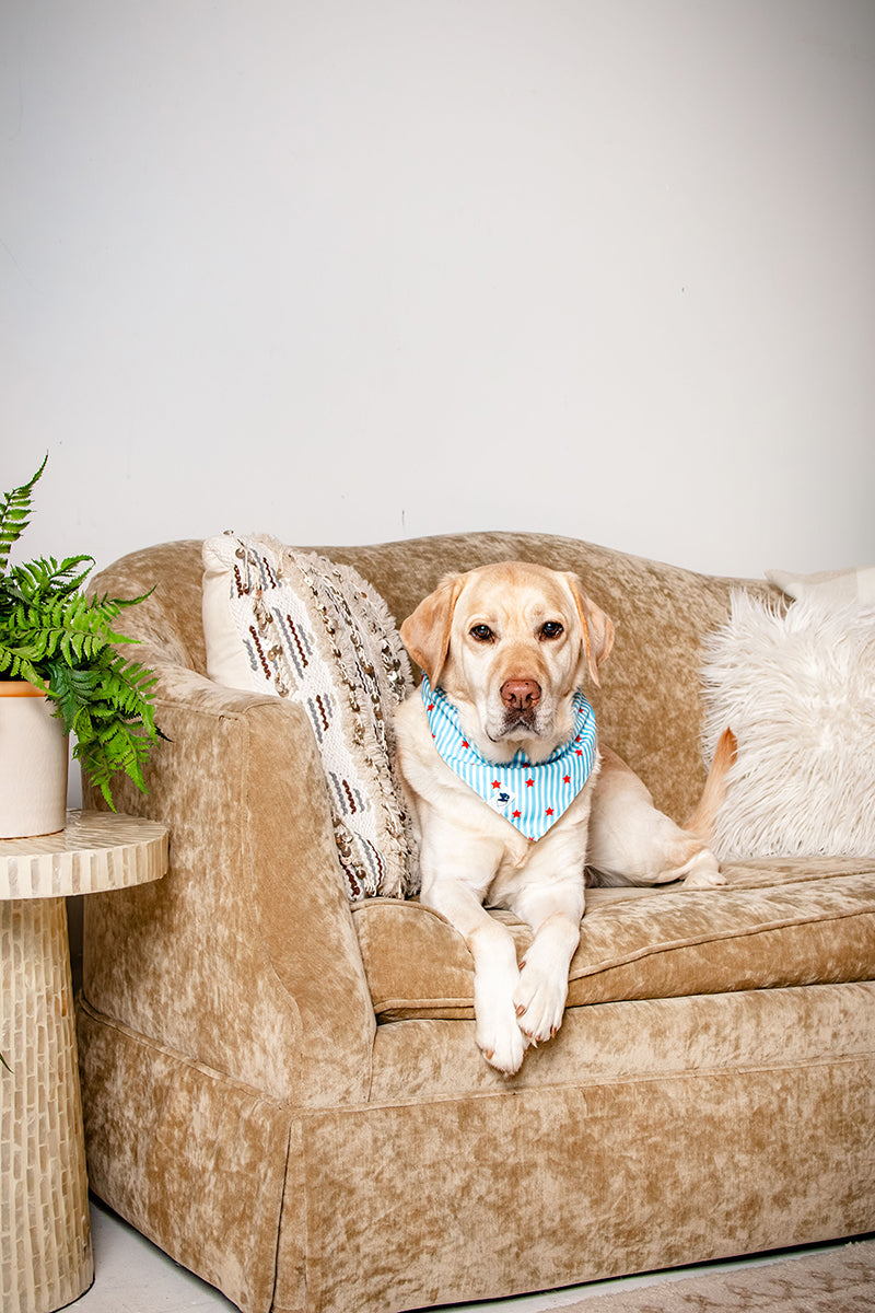 American Summer Dog Bandana & Matching Scrunchie Set
