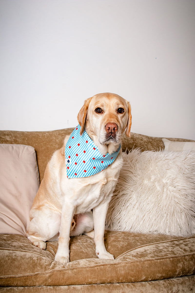 American Summer Dog Bandana & Matching Scrunchie Set