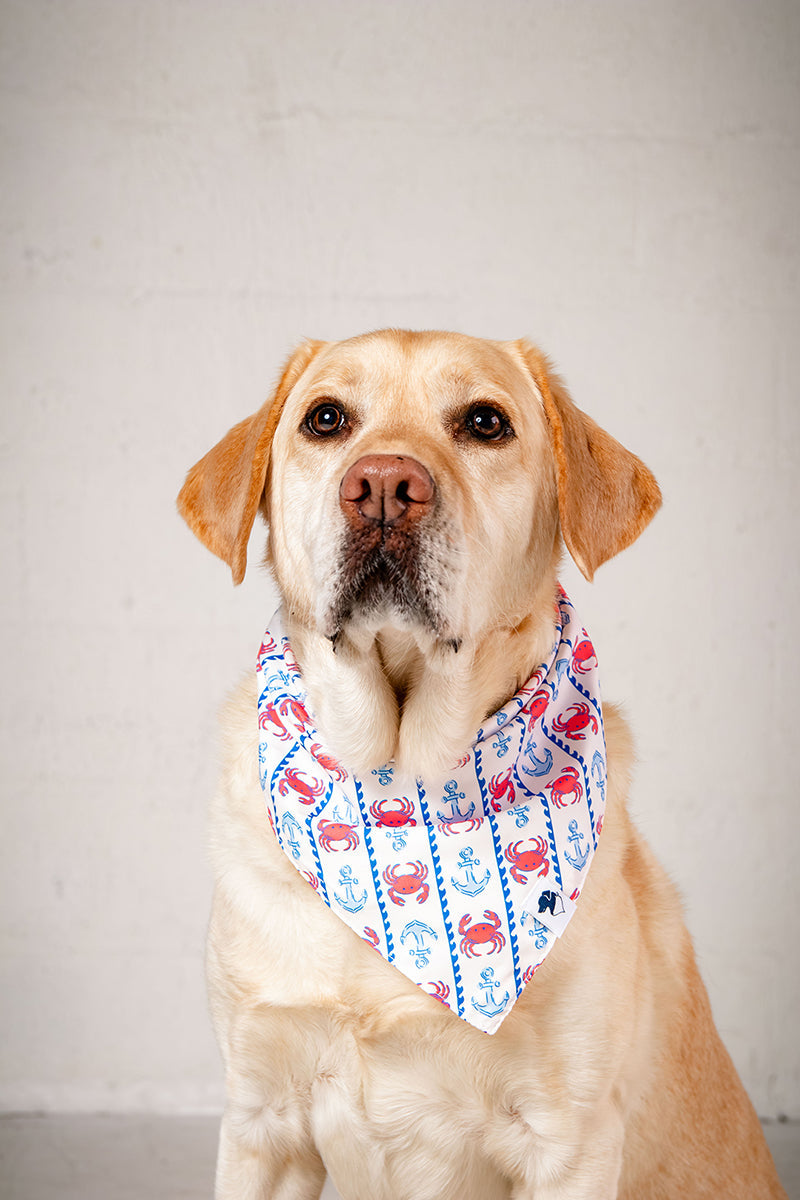 Coastal Charm Dog Bandana