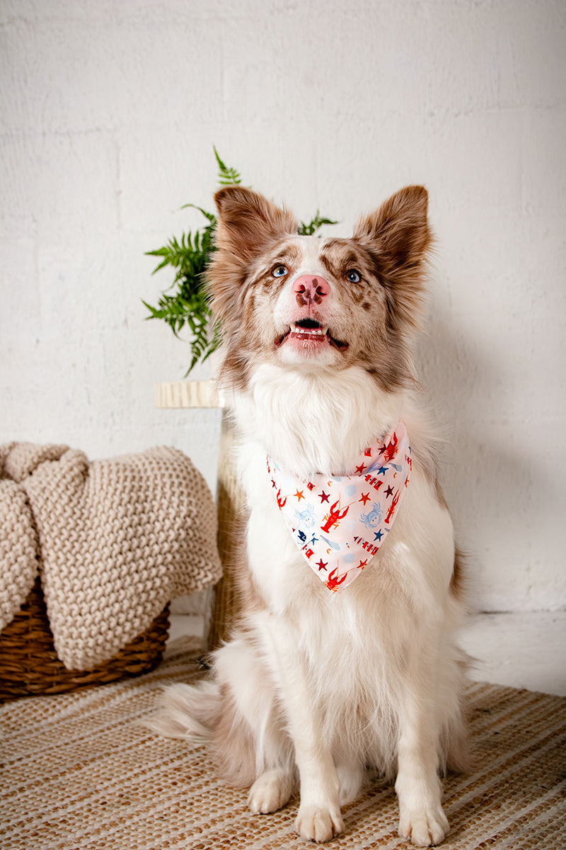 Coastal Charm Dog Bandana