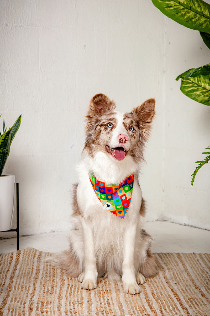 Love Wins Dog Bandana
