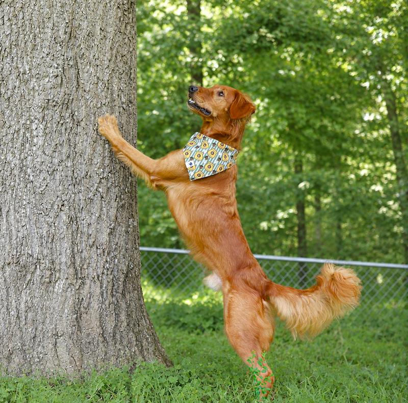 Squirrel Patrol & Pup Cup Dog Bandana