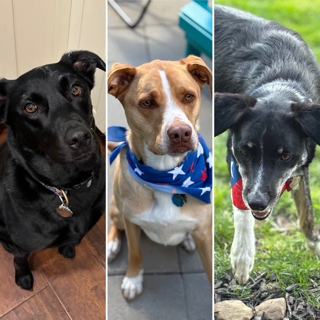 My Three Dogs Boutique
