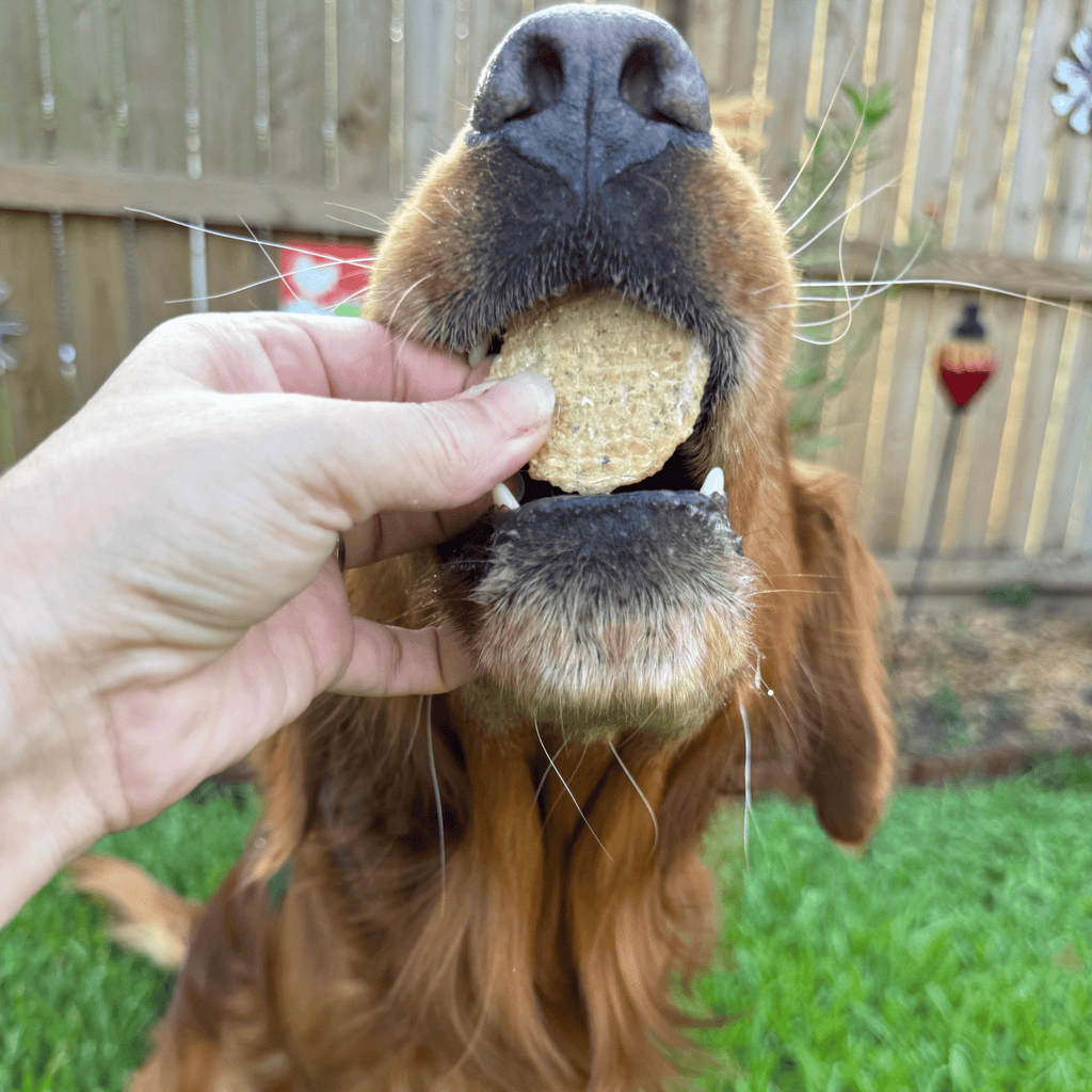 Fish Chips for Dogs | Wild-Caught Fish Dog Treats