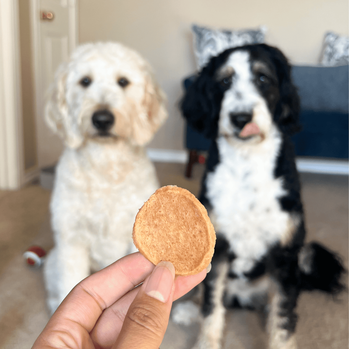 Chicken Chips for Dogs | All-Natural Single-Ingredient Dog Treats