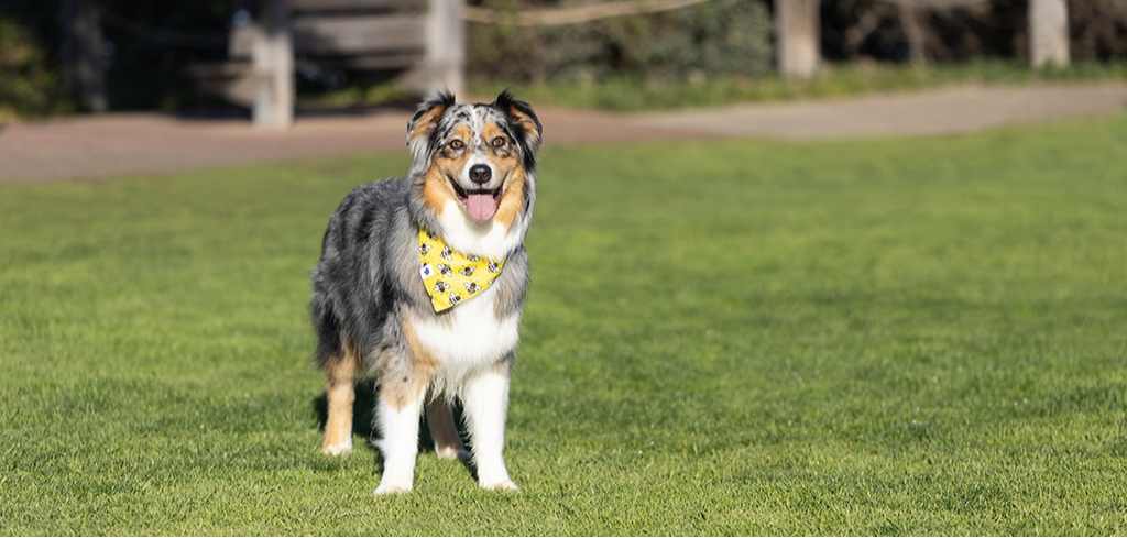 Bees & Daisy Dog Bandana & Matching Scrunchie Set