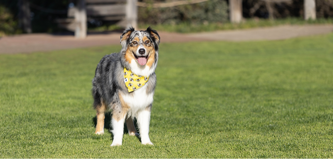 Bees & Daisy Dog Bandana & Matching Scrunchie Set