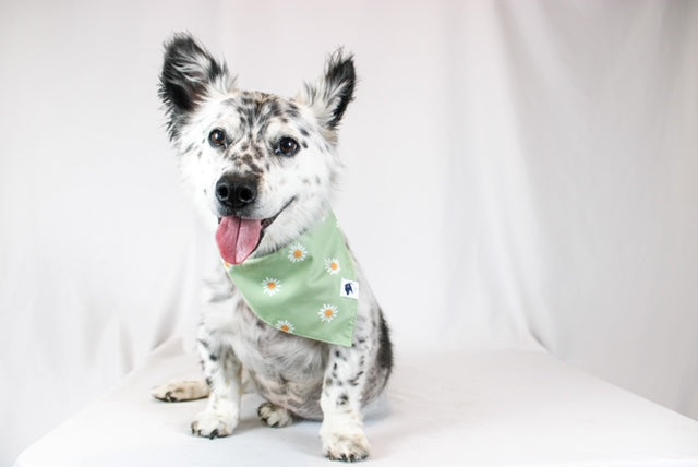 Daisy Dog Bandana & Matching Scrunchie Set