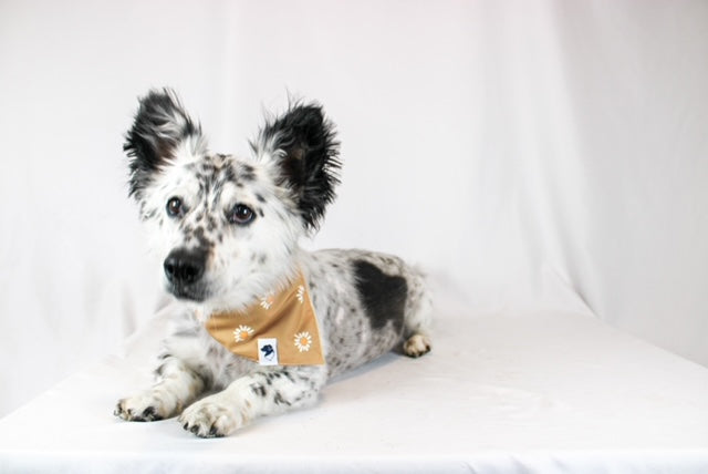 Daisy Dog Bandana & Matching Scrunchie Set
