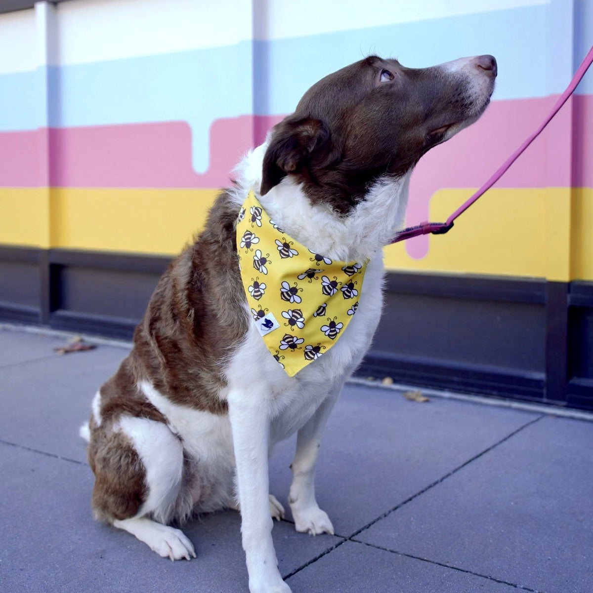 Bees & Daisy Dog Bandana & Matching Scrunchie Set