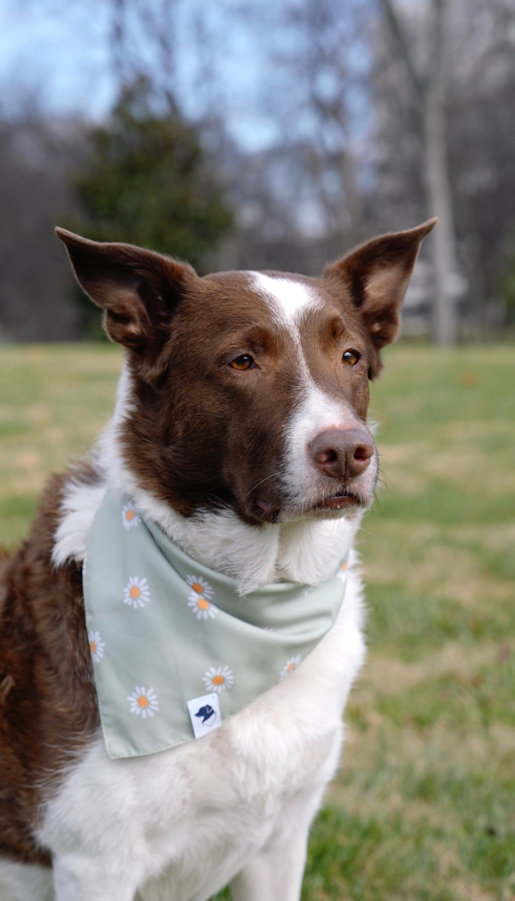 Daisy Dog Bandana & Matching Scrunchie Set