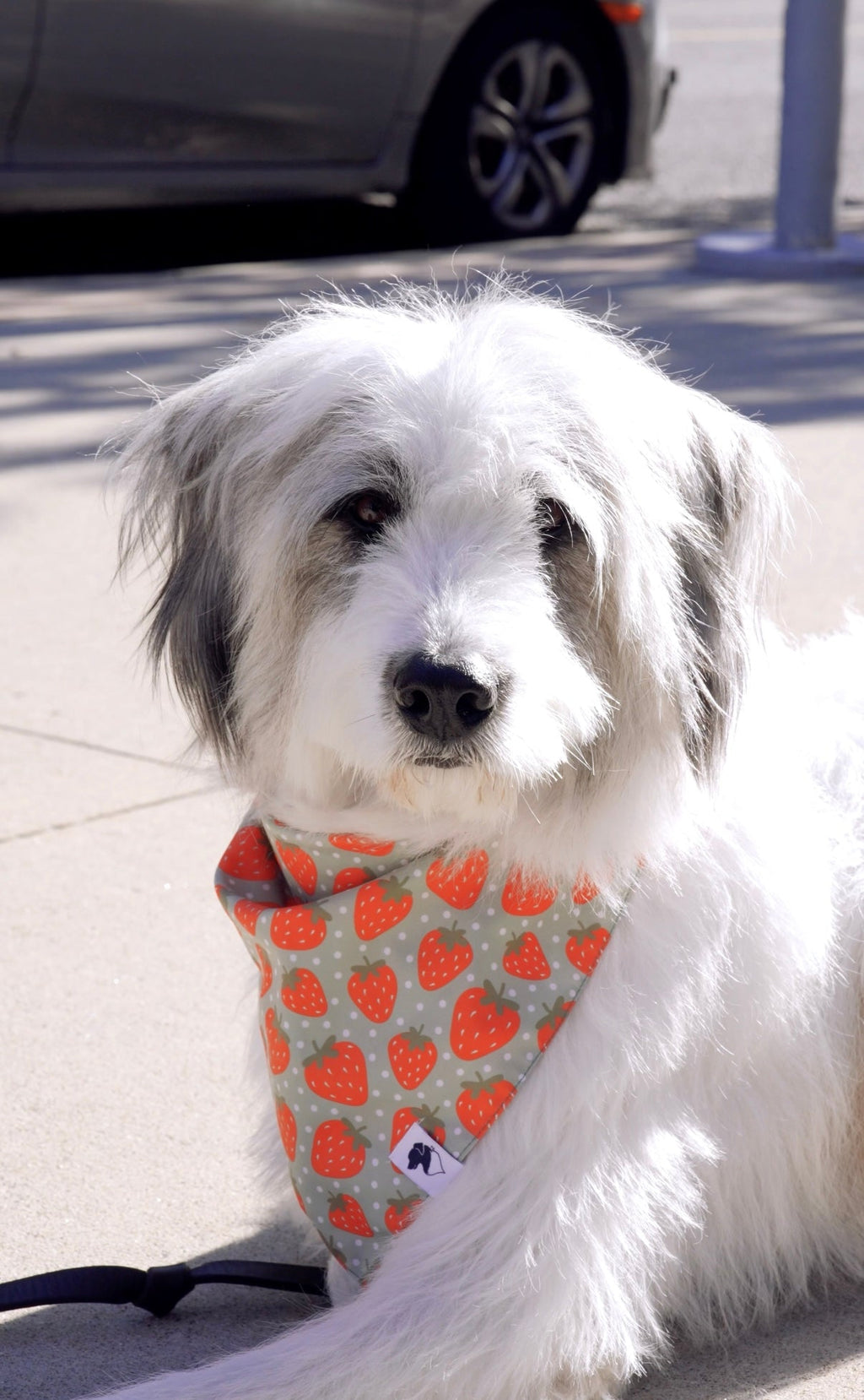 Watermelon & Strawberry Dog Bandana & Matching Scrunchie Set