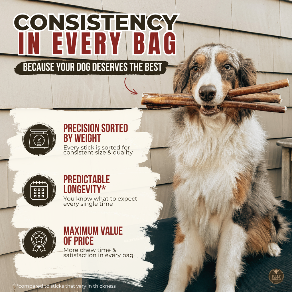 12 Inch Thick Bully Stick
